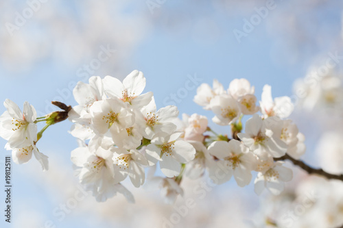 桜の花 © songo