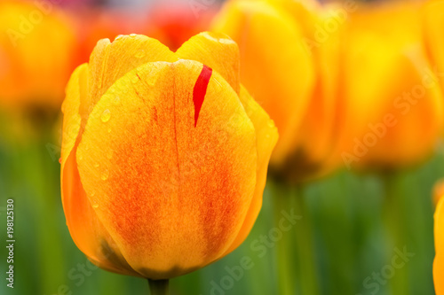 beauty tulips in bloom closeup