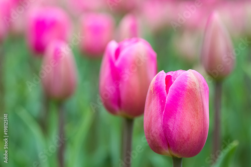 rosy tulips in bloom