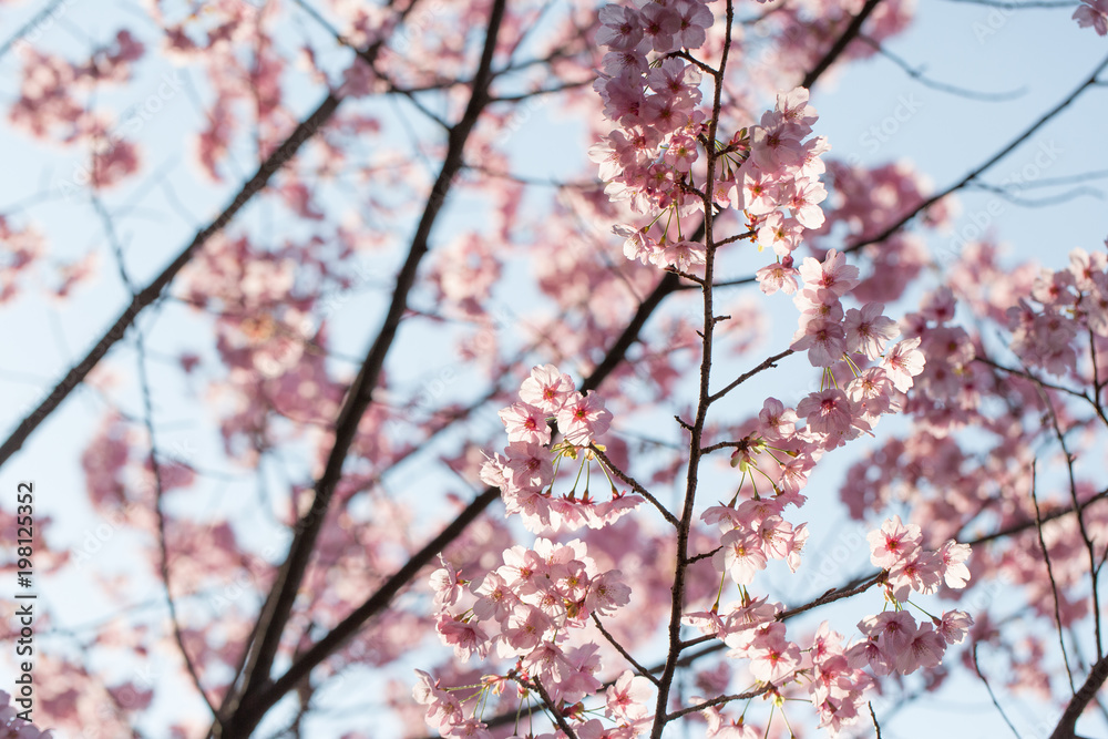 桜の花 桜の花