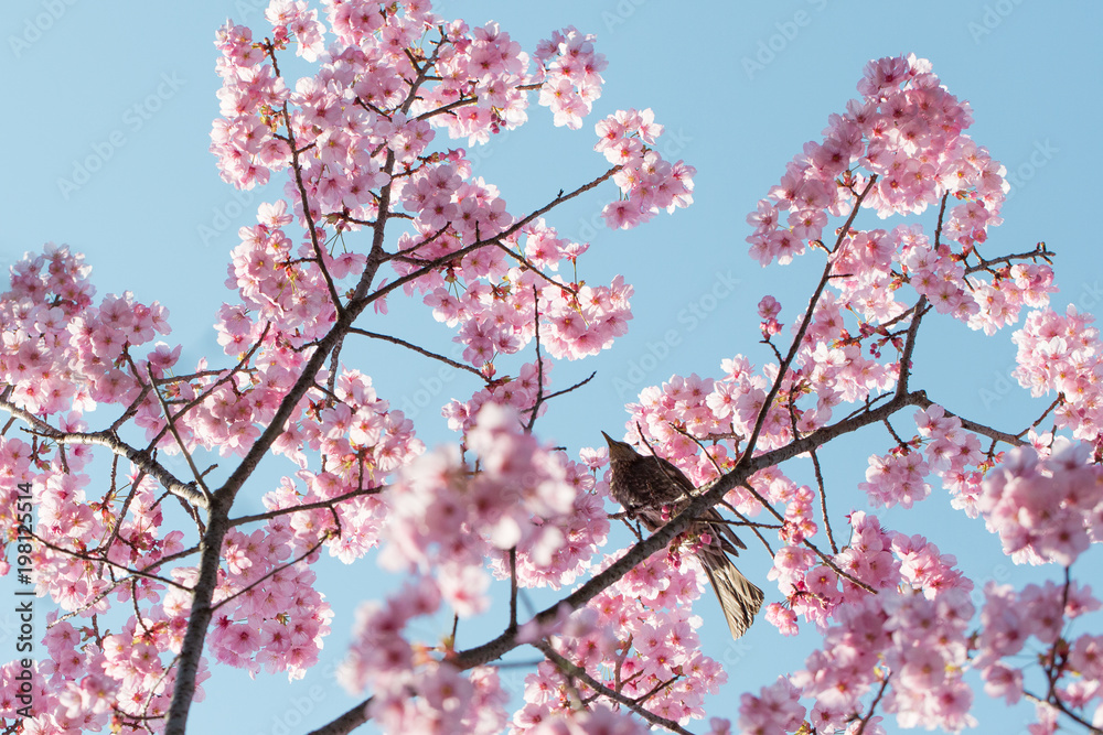 桜の花と鳥 桜の花と鳥