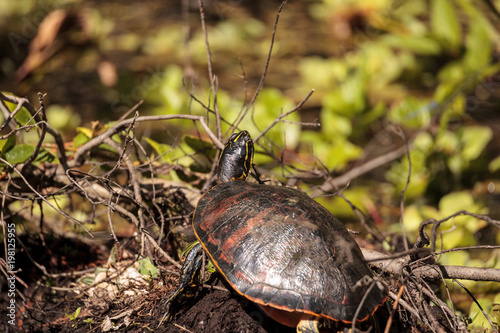 Florida red bellied turtle Pseudemys nelsoni photo