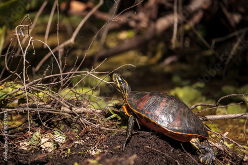 Florida red bellied turtle Pseudemys nelsoni photo