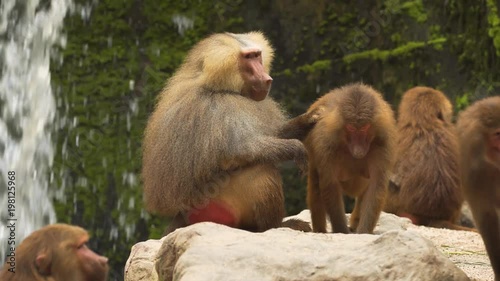 Resting family of baboons. Video in 4k resolution with natural sound