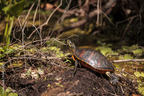 Florida red bellied turtle Pseudemys nelsoni photo