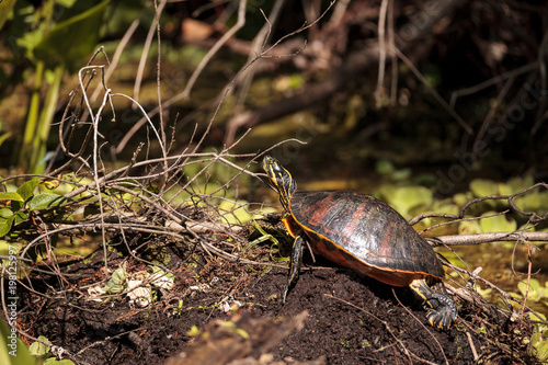 Florida red bellied turtle Pseudemys nelsoni photo