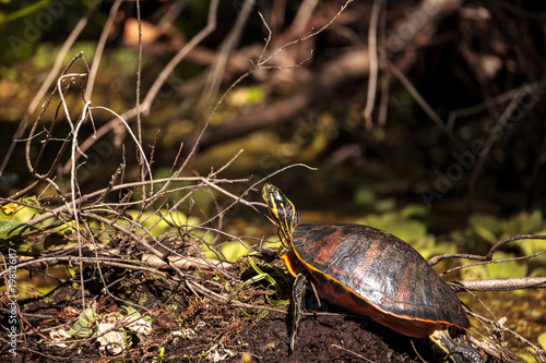 Florida red bellied turtle Pseudemys nelsoni photo