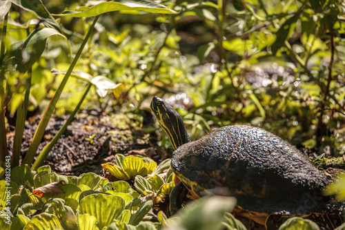 Florida red bellied turtle Pseudemys nelsoni photo