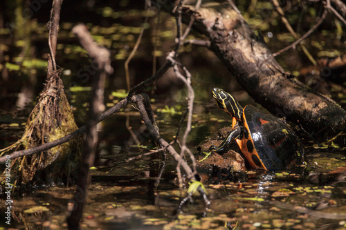 Florida red bellied turtle Pseudemys nelsoni photo