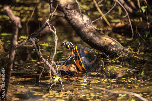 Florida red bellied turtle Pseudemys nelsoni photo