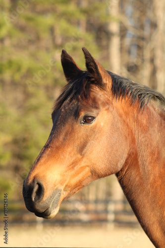 Equine poser