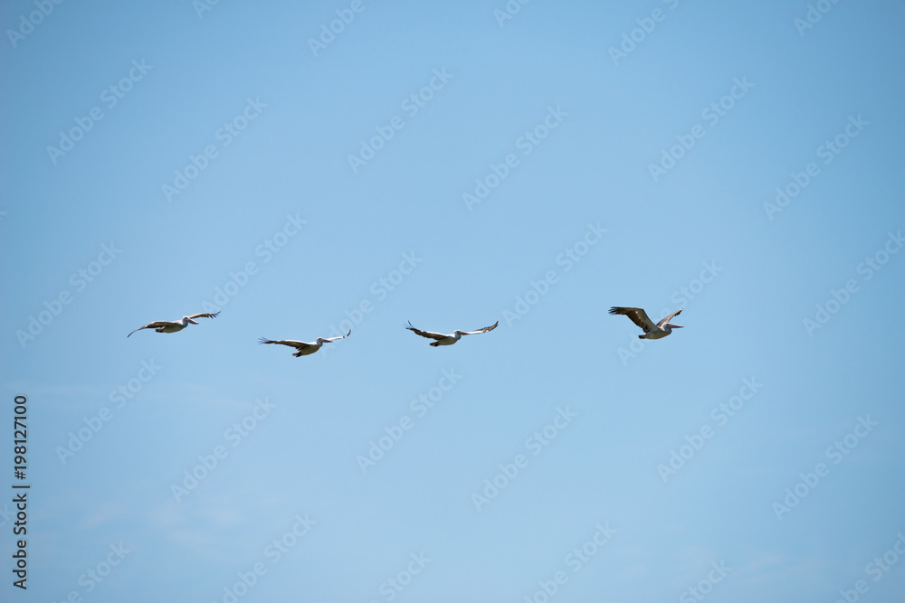 Group of spot billed pelican flying with blue sky in Thailand Group of spot billed pelican flying with blue sky in Thailand