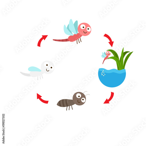 illustration life cycle  dragonfly vector
