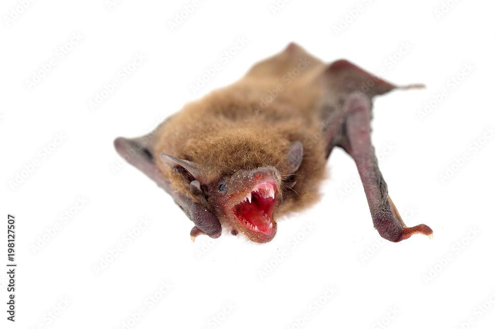 The bat on a white background