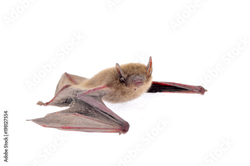 The bat on a white background
