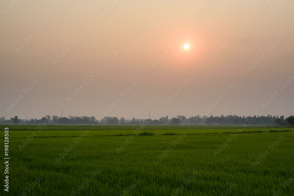 Paddy field with sunrise and road in the morning, Rice farm in Thailand
