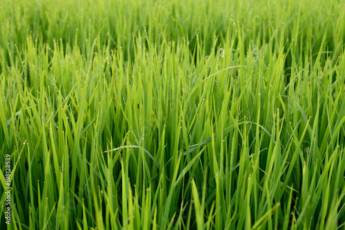 Paddy field, Rice farm in Thailand