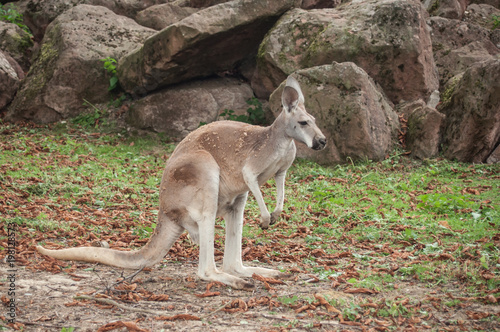 portrait of wallaby in park