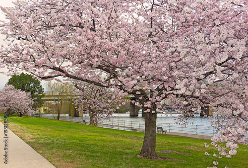 Mature cherry tree at full blossom near the water, Washington DC, USA. A beauty of cherry trees blossoming season.