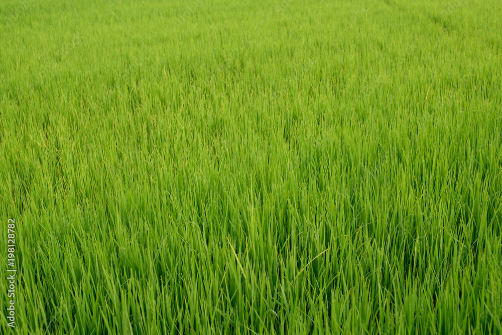 Paddy field, Rice farm in Thailand Paddy field, Rice farm in Thailand