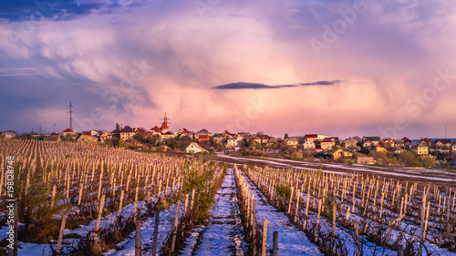 A vineyard in snow during dawn in Chisinau, Moldova photo