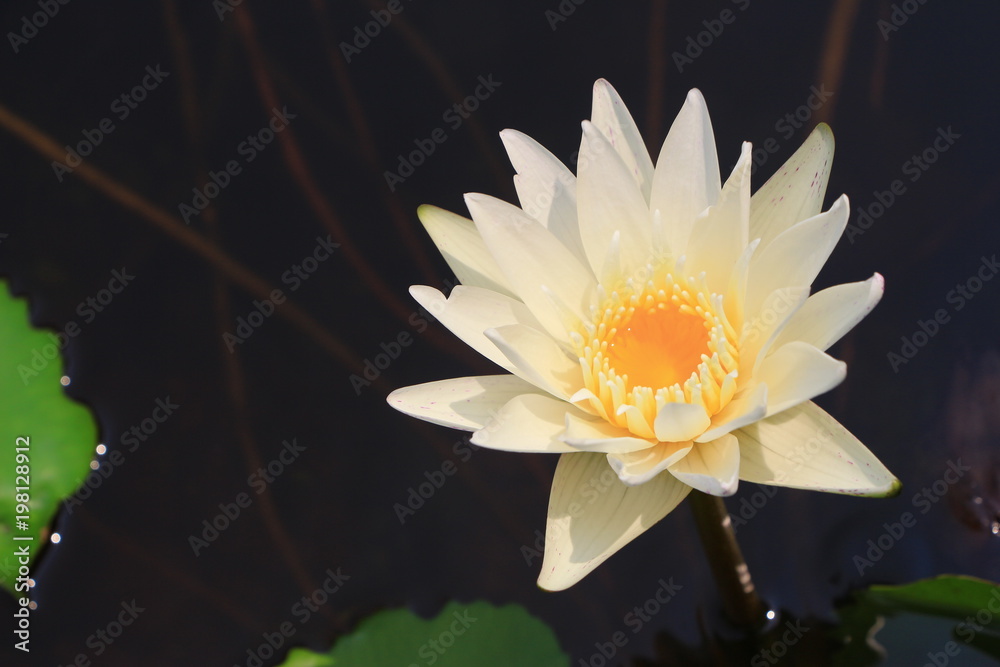 Beautiful Lotus Flower with Green Leaf in Water Pond Beautiful Lotus Flower with Green Leaf in Water Pond