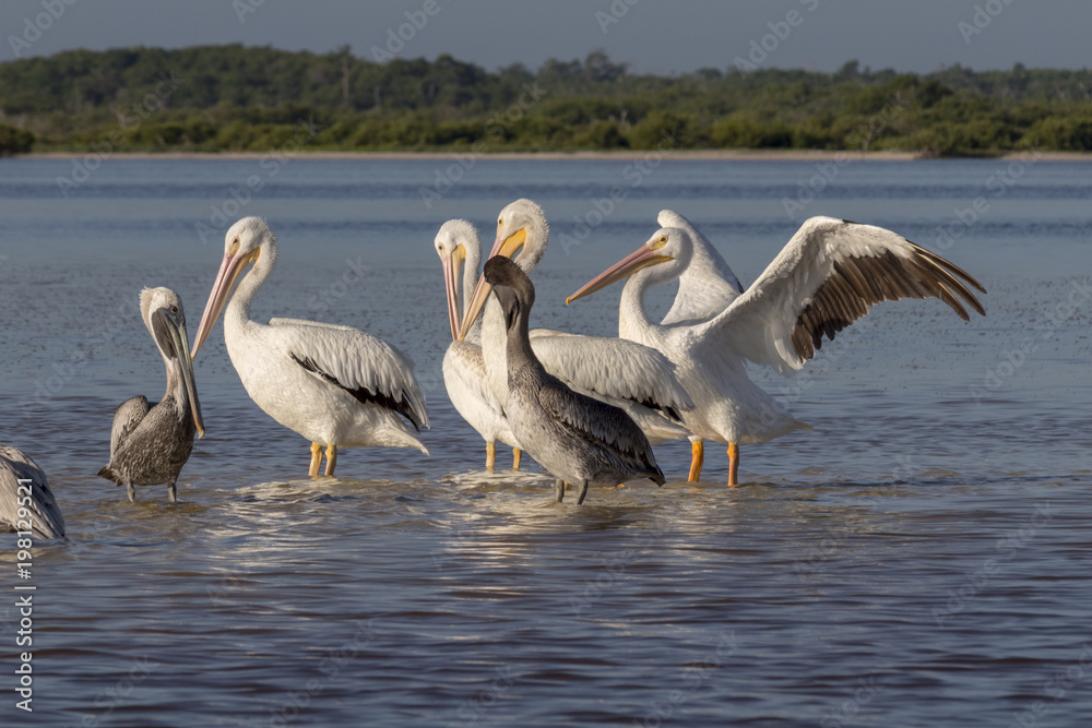 White and brown pelicans sunbathing in the river. They take a break after a productive morning of fishing and hunting. White and brown pelicans sunbathing in the river. They take a break after a productive morning of fishing and hunting.