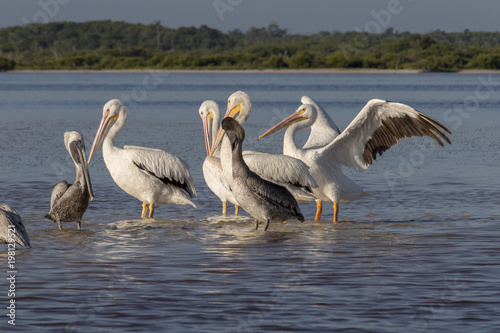 White and brown pelicans sunbathing in the river. They take a break after a productive morning of fishing and hunting.  © victoria