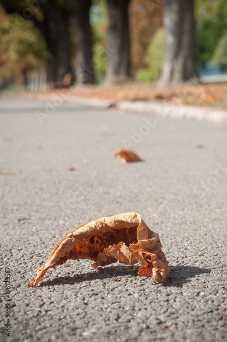 closeup of autumnal Aesculus hippocastanum leaf on the road in border channel in Mulhouse