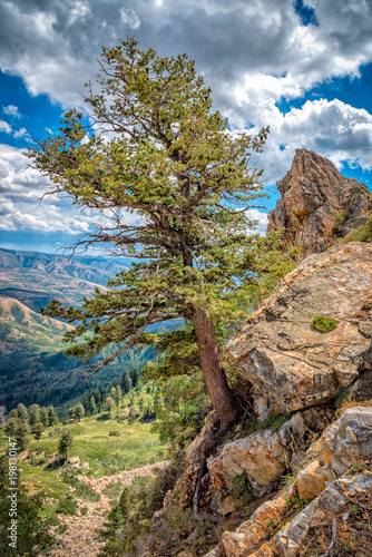 Tree on a cliff