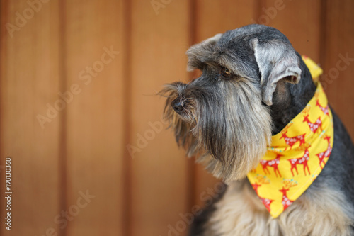 Small mixed breed black color dog sitting on white bench with timber background photo