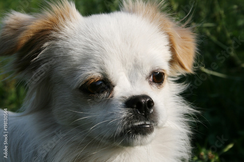 Photos white dog stares into the distance.