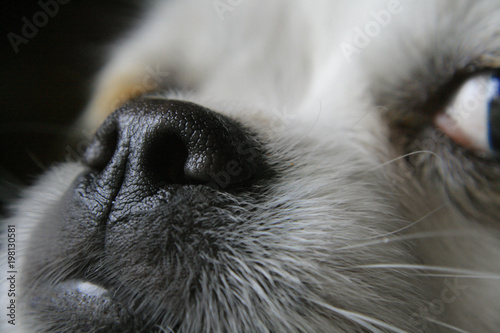 close-up portrait of puppy with his nose.