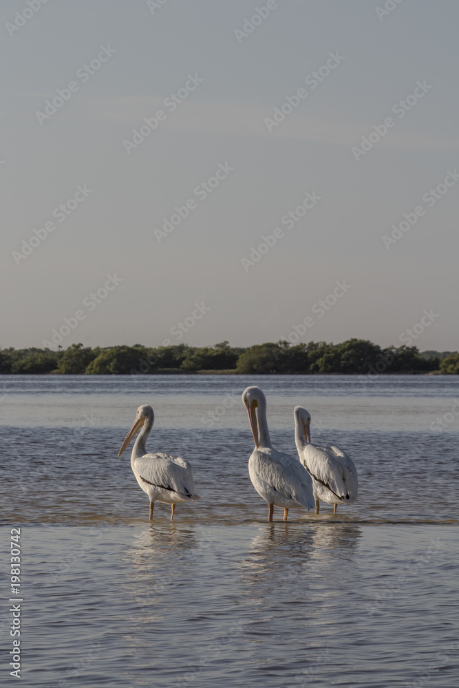 White pelicans sunbathing in the river. They take a break after a productive morning of fishing and hunting. 