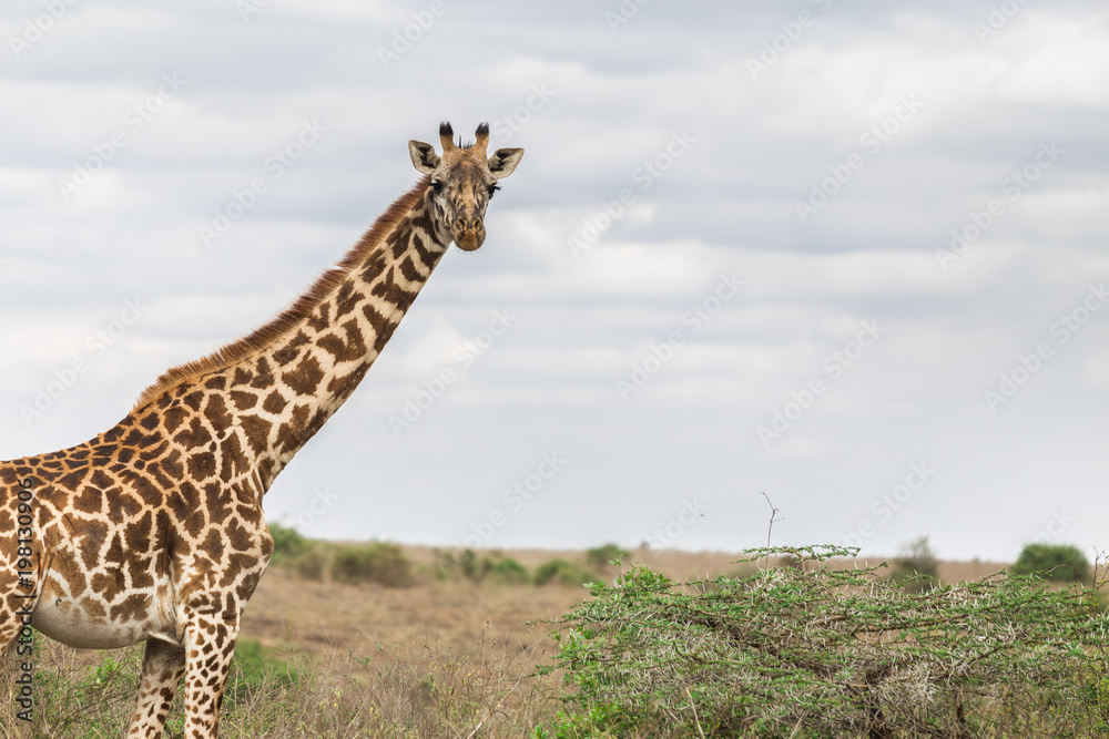 Obraz premium Giraffes half body looking at camera in the open field with sky background and yellow grass.