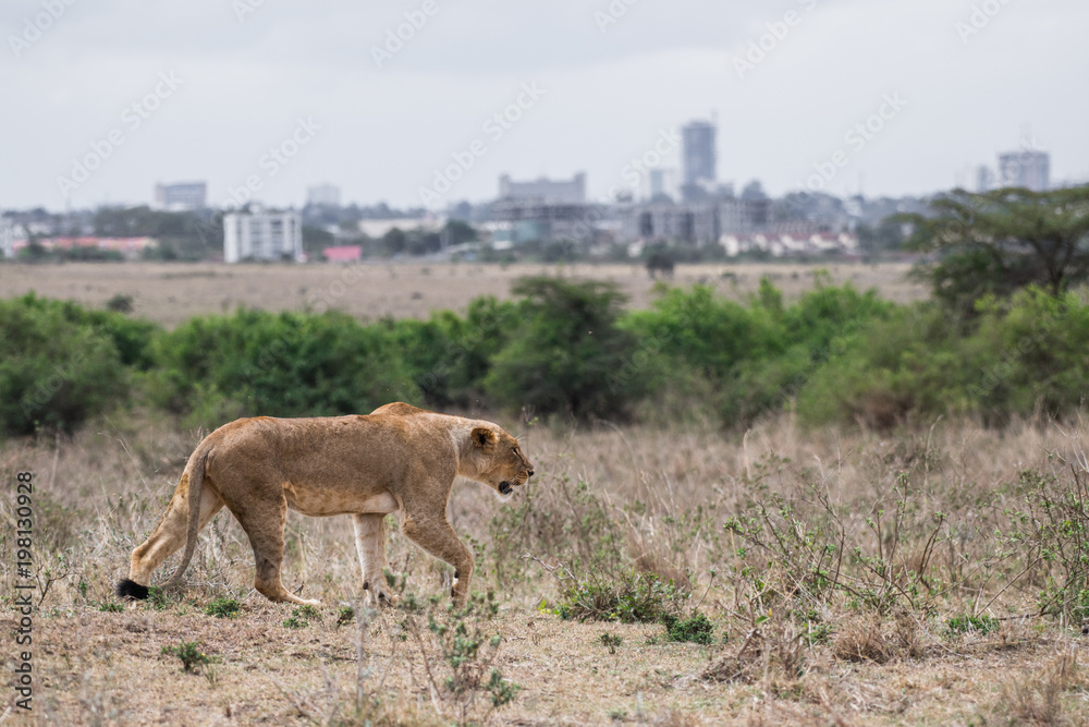 Fototapeta premium Female lion walking at Nairobi national park in middle of city. The city is background.