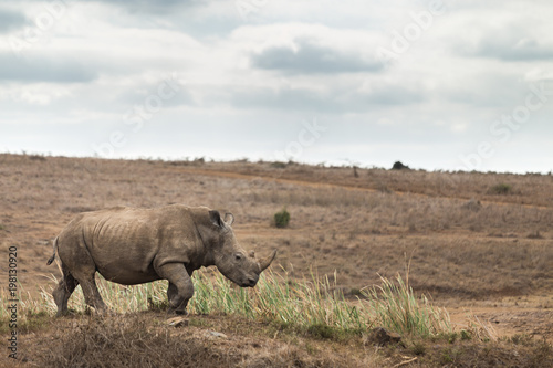One of Big 5 Rhinoceros / a white rhino  in the open field grazing with nice sky  in national park in Nairobi, Kenya. Africa.