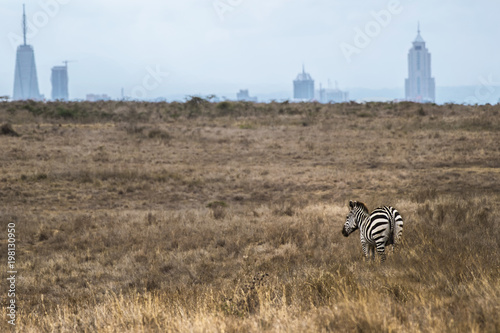 Zebra stand in front of city  and looking at the Nairobi city from Nairobi national park in Kenya. Contrast situation. 