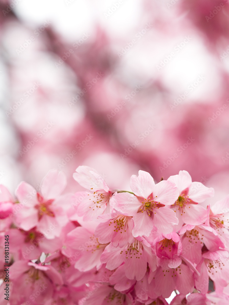 サクラの花