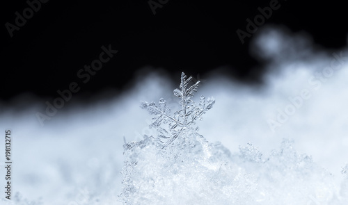 natural snowflakes on snow