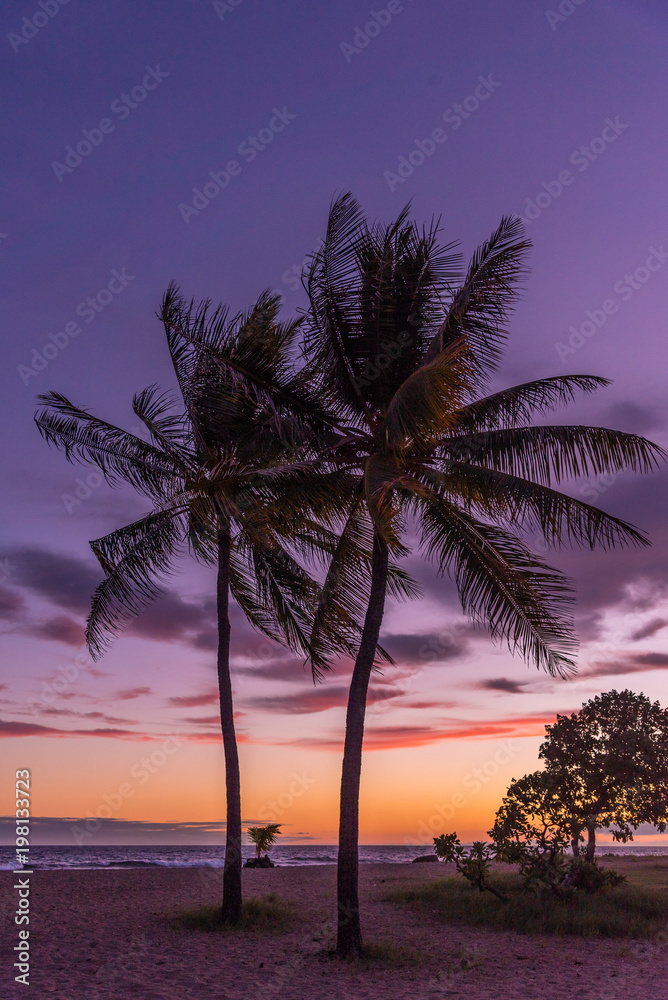 Palm Tree in the Sunset