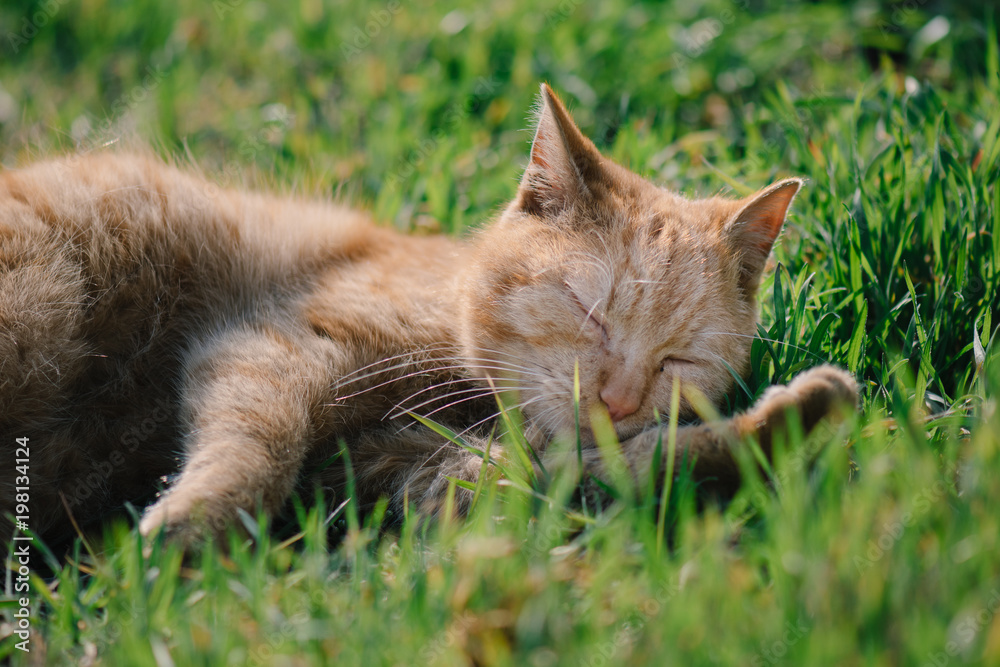 Sleeping cat. Cute cat relaxing in grass.