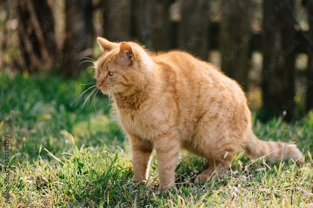 Cute red cat in garden Cute red cat in garden