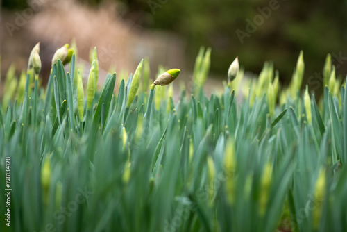 Fototapeta Naklejka Na Ścianę i Meble -  Sprouted spring flowers daffodils in early spring garden