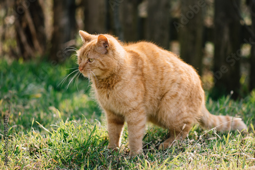 Cute red cat in garden