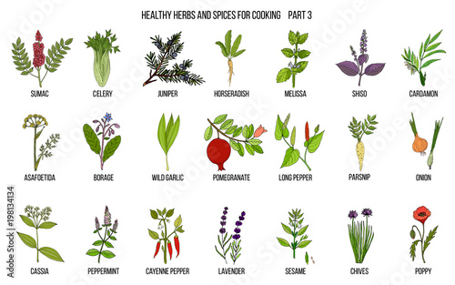 Hand drawn set of culinary herbs and spices