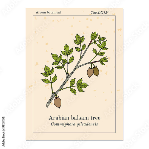Arabian balsam tree Commiphora gileadensis , or balm of Gilead