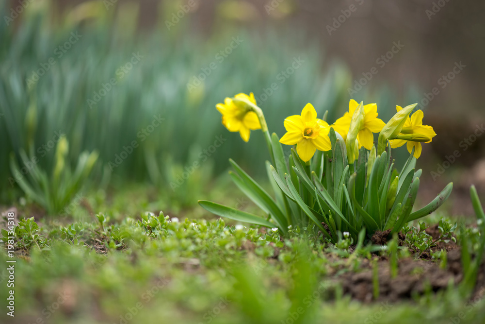 Obraz premium Sprouted spring flowers daffodils in early spring garden