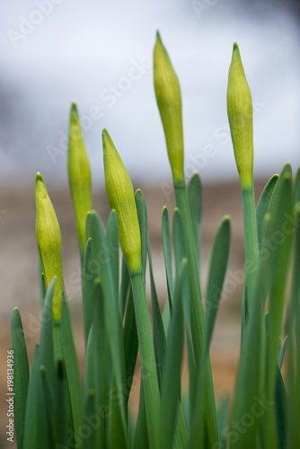 Fototapeta Naklejka Na Ścianę i Meble -  Sprouted spring flowers daffodils in early spring garden