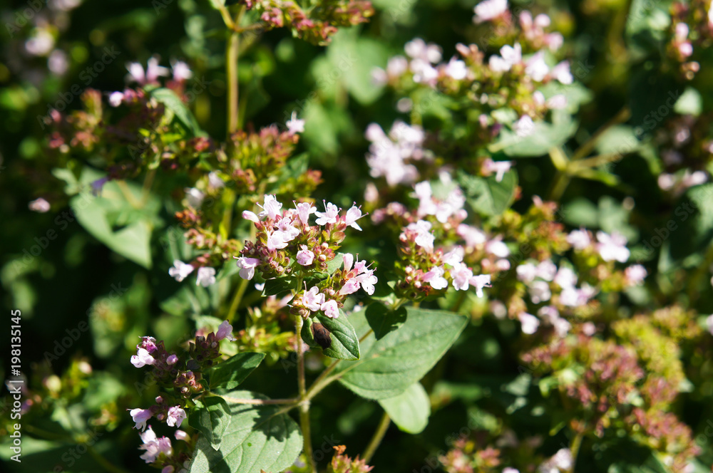 Origanum vulgare or wild marjoram or oregano green herb with purple flowers Origanum vulgare or wild marjoram or oregano green herb with purple flowers